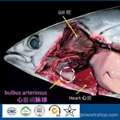 Bubuk peptida elastin alami halal dari tuna